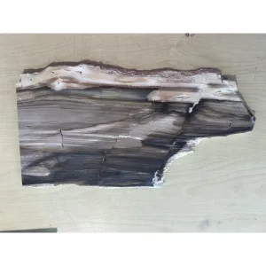 Petrified wood, Saddle mountain, Washington Prehistoric Online