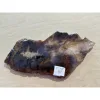 Petrified Wood Slice Arizona Prehistoric Online