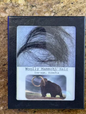 Riker Box Collection – Mammoth Hair Prehistoric Online