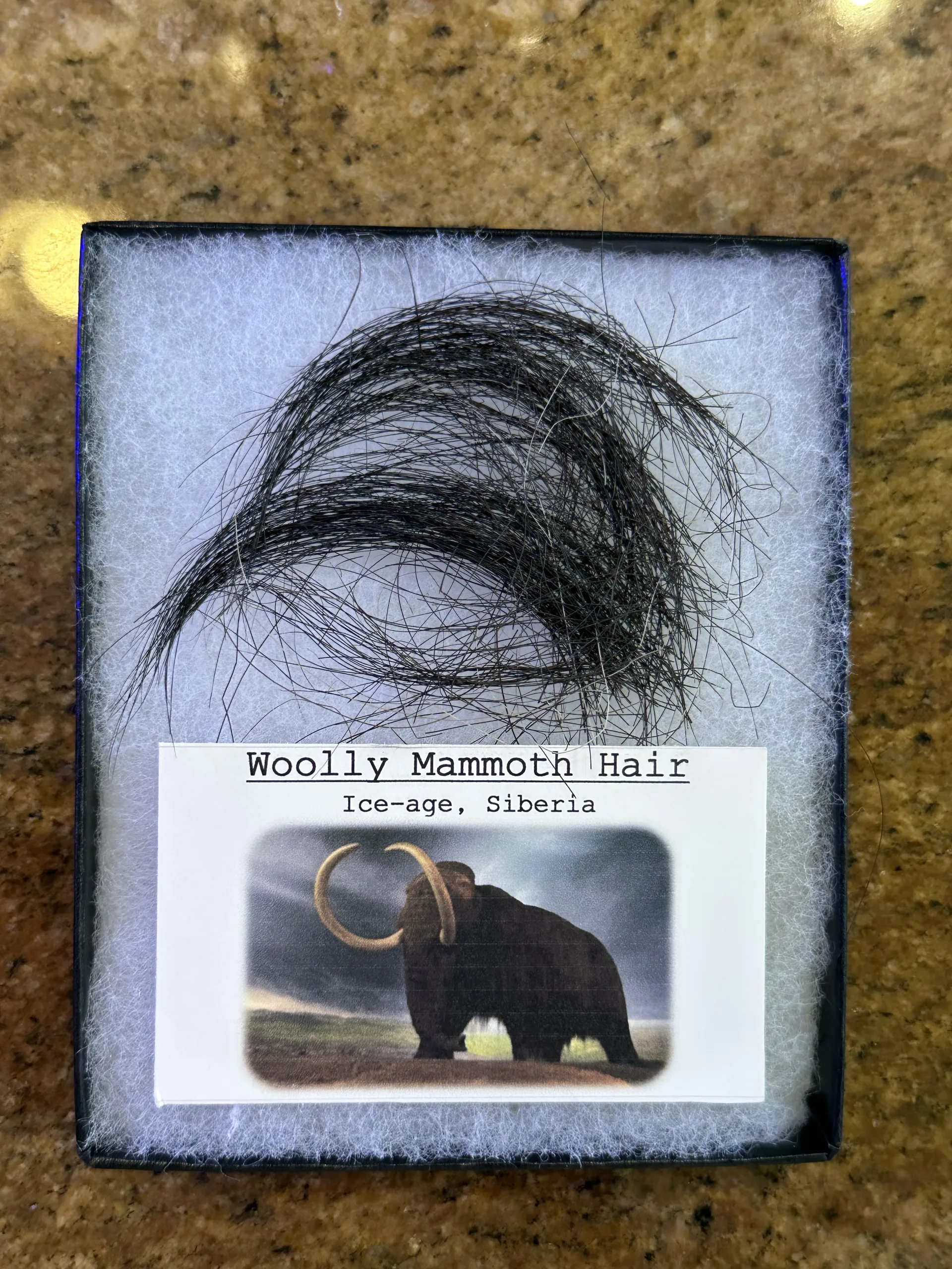 Mammoth Hair, Riker Box Collection, Siberia Prehistoric Online