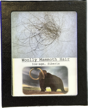 Riker Box Collection- Mammoth Hair Prehistoric Online