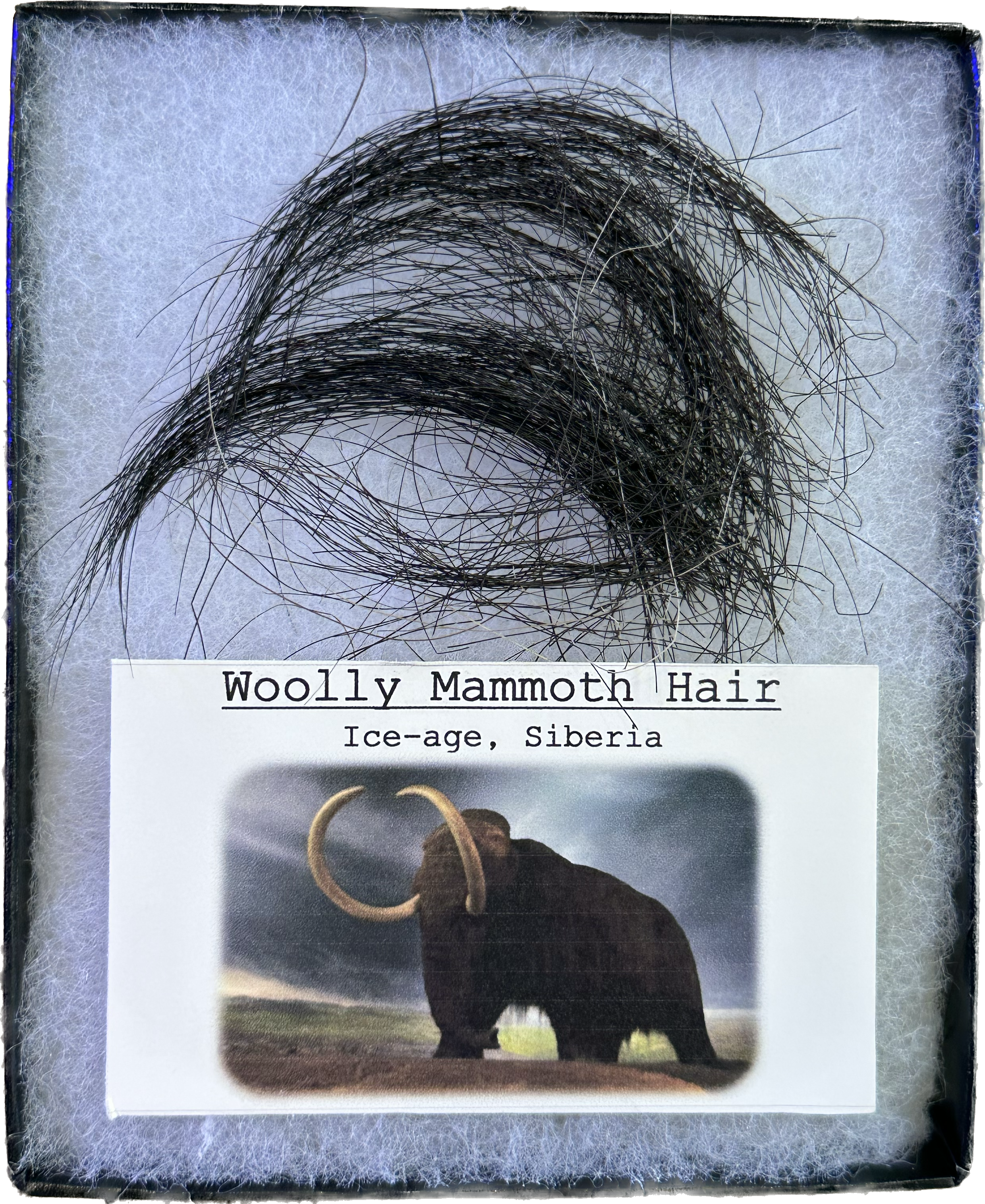 Mammoth Hair, Riker Box Collection, Siberia Prehistoric Online
