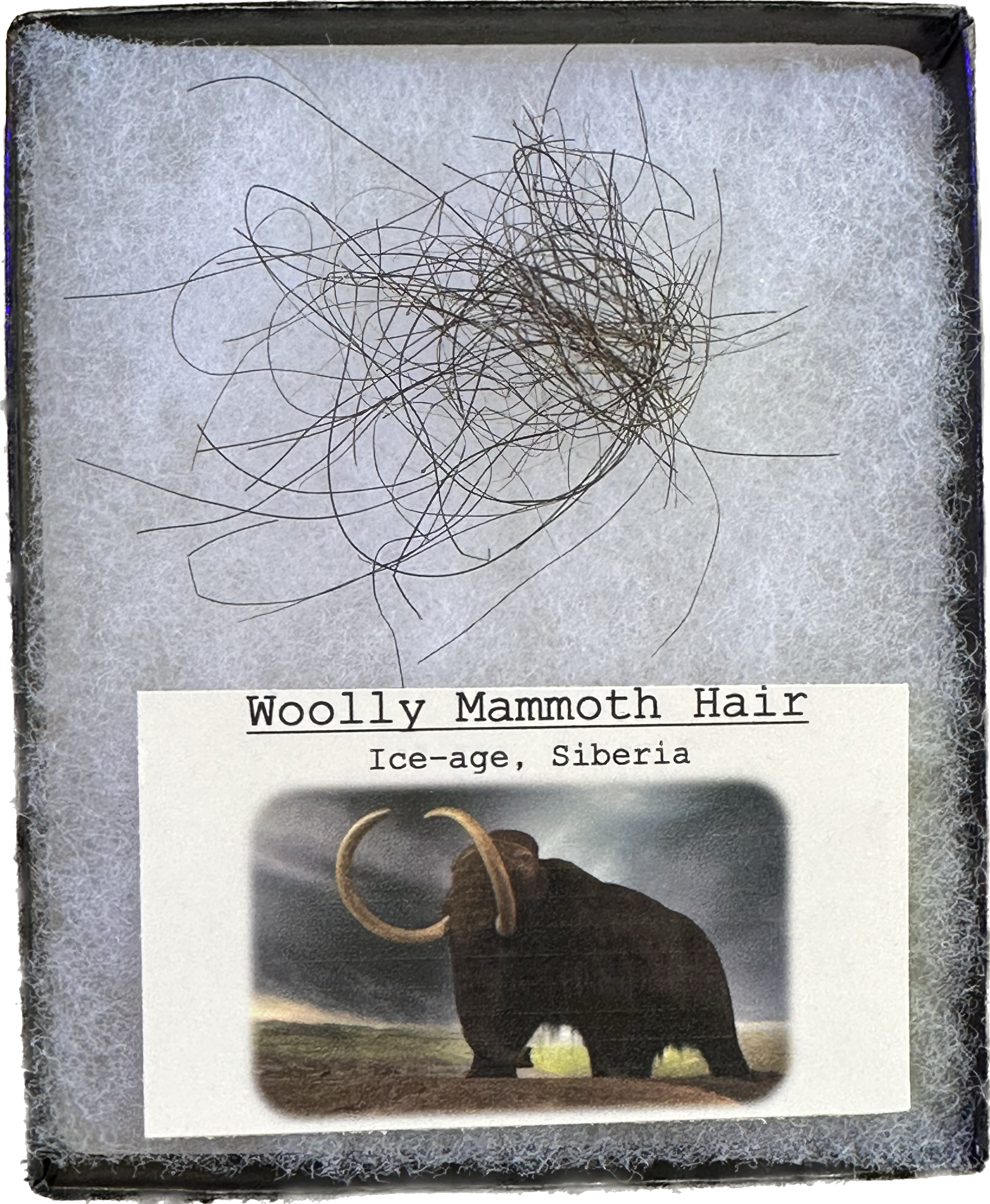 Mammoth Hair Collection, Ice Age, Siberia Prehistoric Online