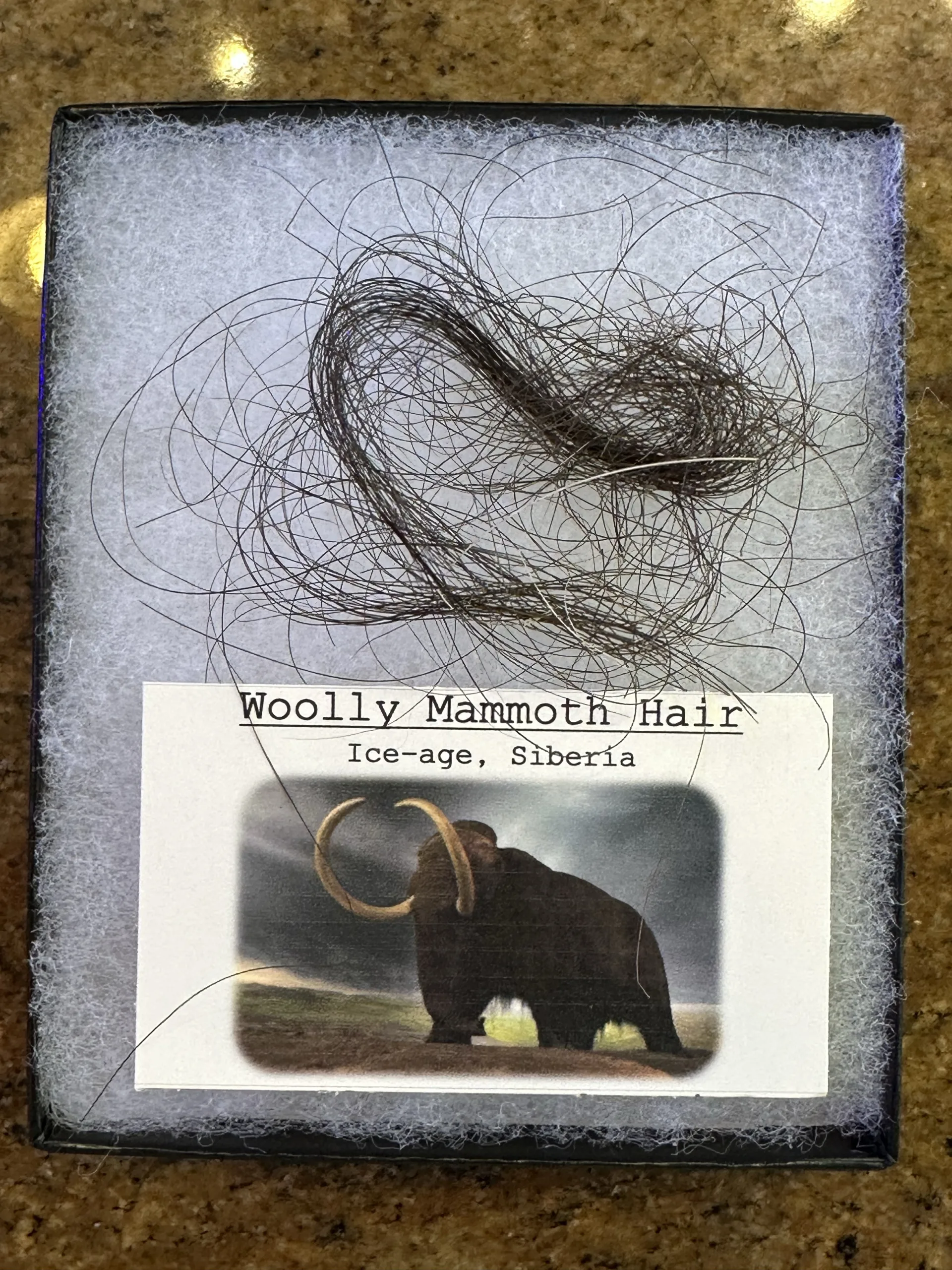 Mammoth Hair,  Box Collection Prehistoric Online