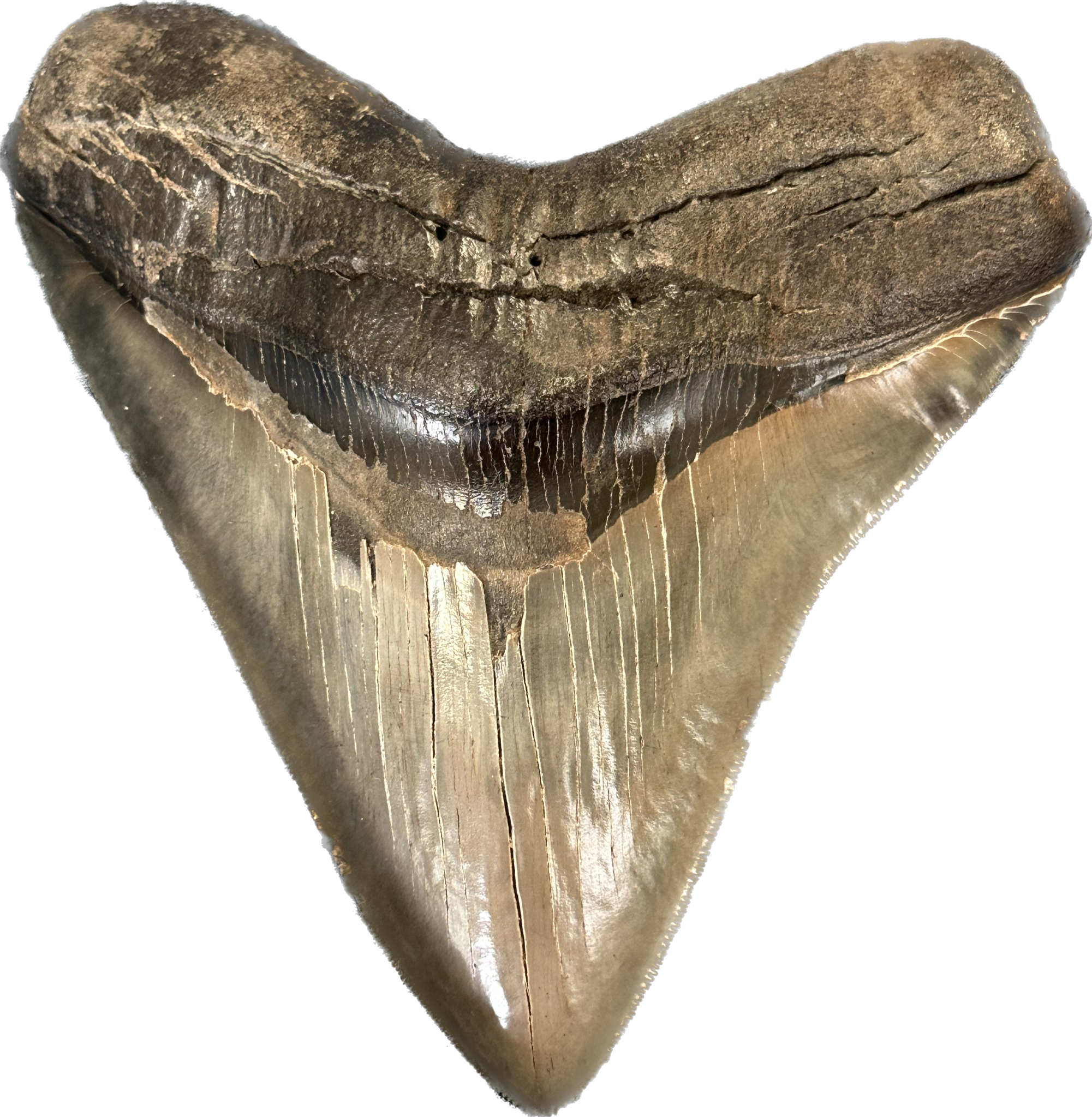 Massive 6 inch South Georgia megalodon tooth which is as wide as it is long. very rare