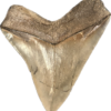 Very Rare Megalodon Tooth, S. Georgia 5.50″ length 5″ width Prehistoric Online