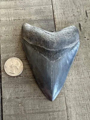 Megalodon Tooth, S. Georgia 4.20 inch Prehistoric Online