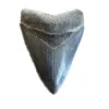 Megalodon Tooth, S. Georgia 4.20 inch Prehistoric Online