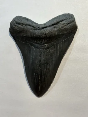 Megalodon Tooth, S. Georgia 6.20 inch Prehistoric Online