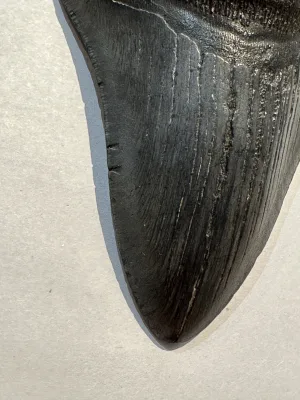 Megalodon Tooth, S. Georgia 6.20 inch Prehistoric Online