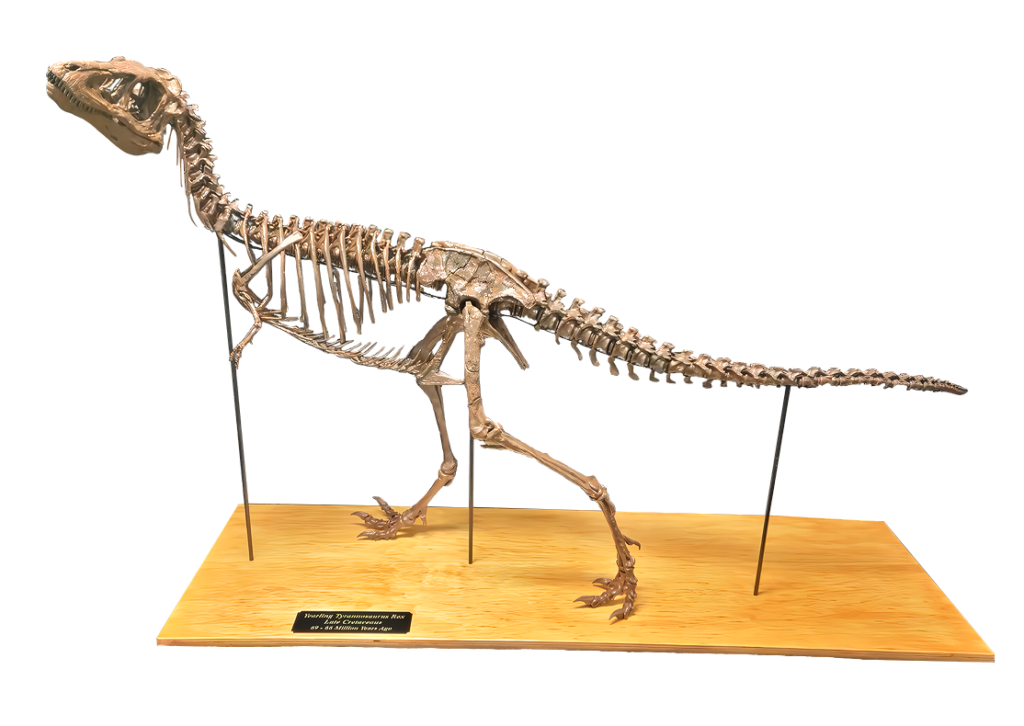 tyrannosaur yearling model