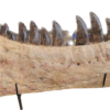 Tarbosaurus Bataar replica jaw, 1 of a kind Prehistoric Online