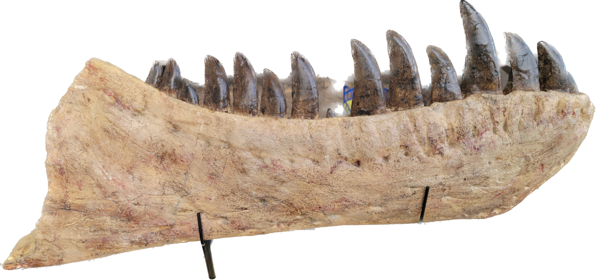 Tarbosaurus Bataar replica jaw, One of a kind Prehistoric Online