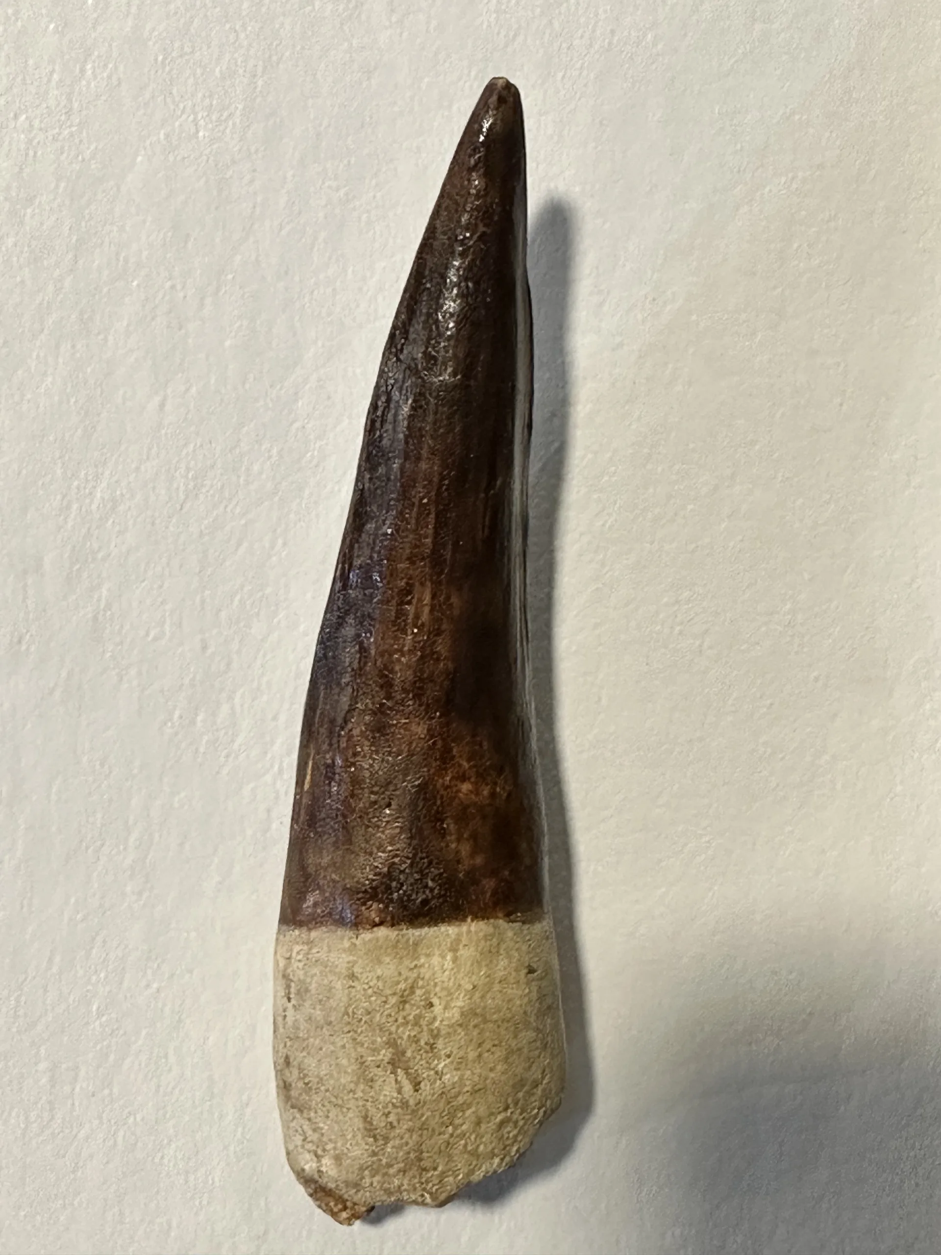 Spinosaurus tooth, Morocco, 5 inches Prehistoric Online