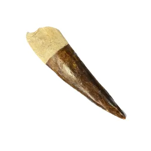 Spinosaurus tooth, Morocco Prehistoric Online