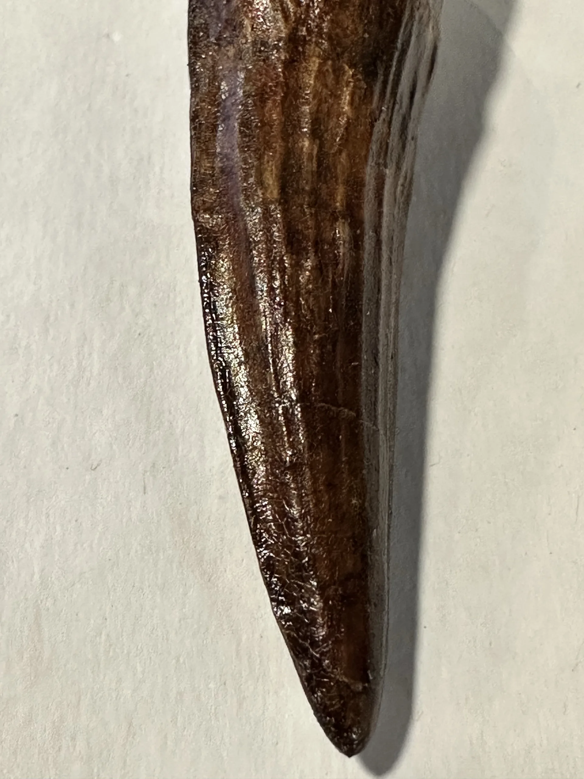 Spinosaurus tooth, Morocco, 4 inch beauty Prehistoric Online