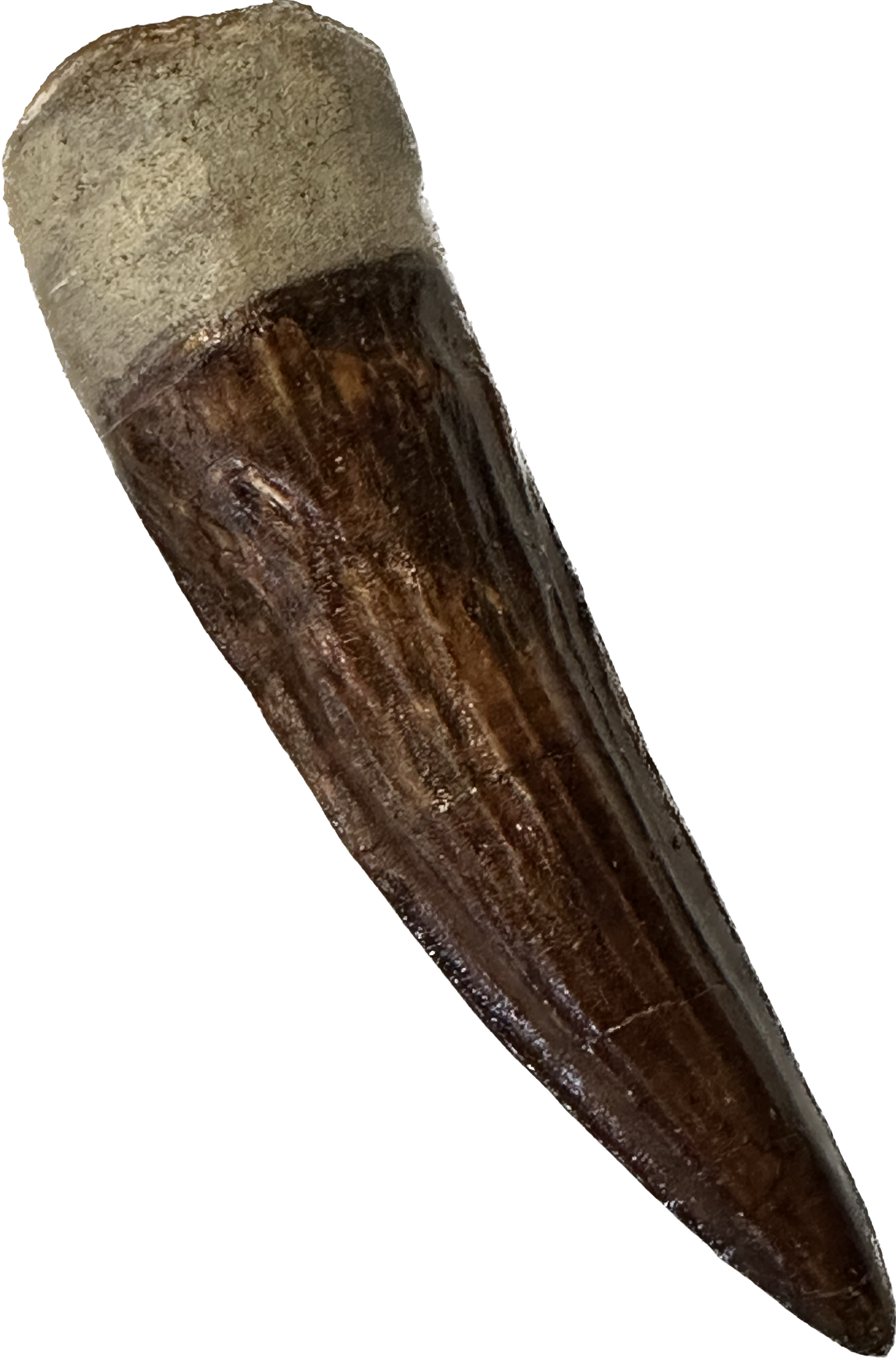 Spinosaurus tooth, Morocco, 4 inch beauty Prehistoric Online