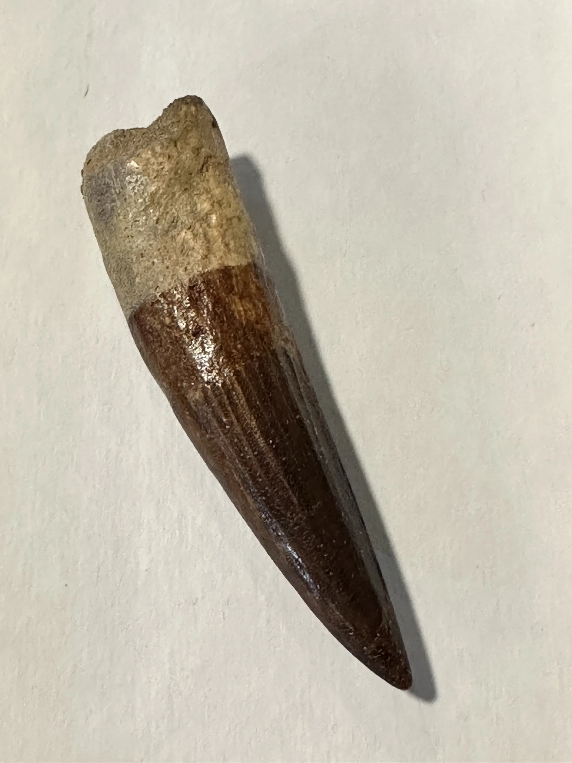 Spinosaurus, Morocco, Dino 3.85 inch tooth Prehistoric Online