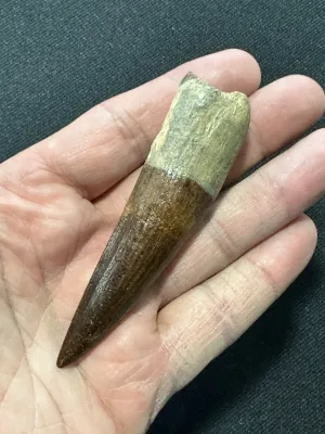 Huge Spinosaurus tooth, Morocco Prehistoric Online