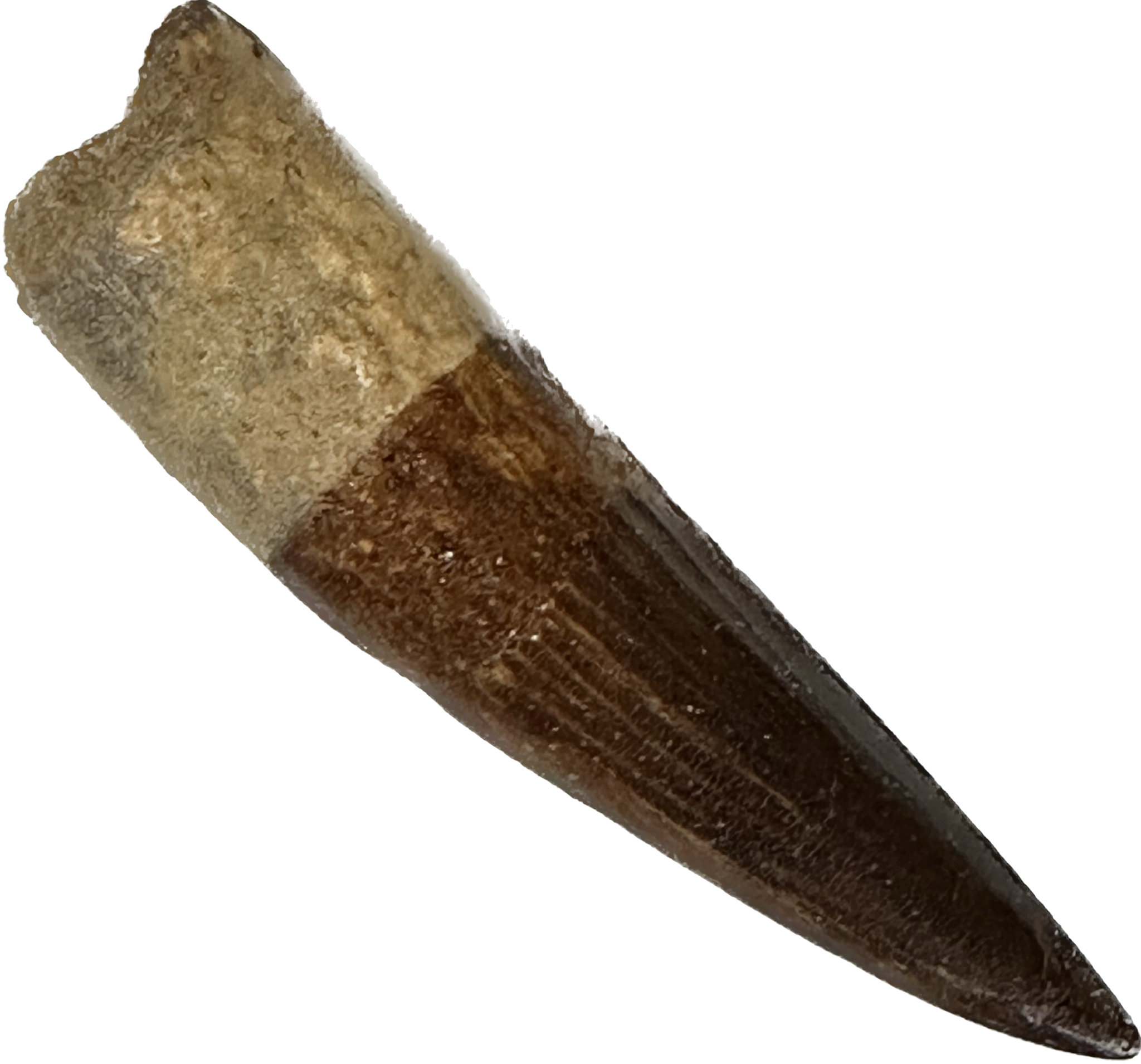 Spinosaurus, Morocco, Dino 3.85 inch tooth Prehistoric Online