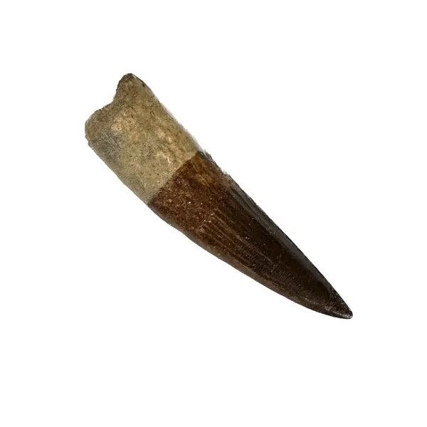 Spinosaurus tooth, Morocco Prehistoric Online