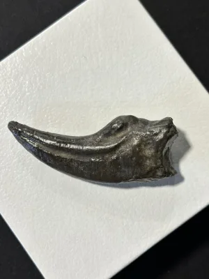 Trex claw Replica Prehistoric Online