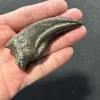 Trex claw Replica Prehistoric Online