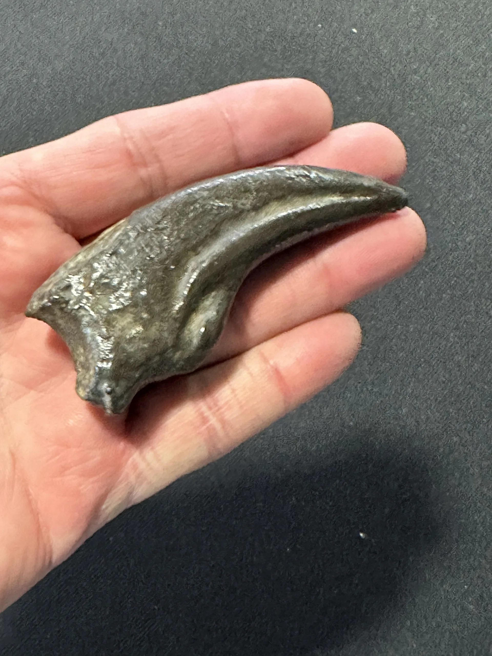 Trex claw Replica, 4 1/2 inches Prehistoric Online