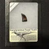 Nanotyrannosaur  fossil tooth replica Prehistoric Online