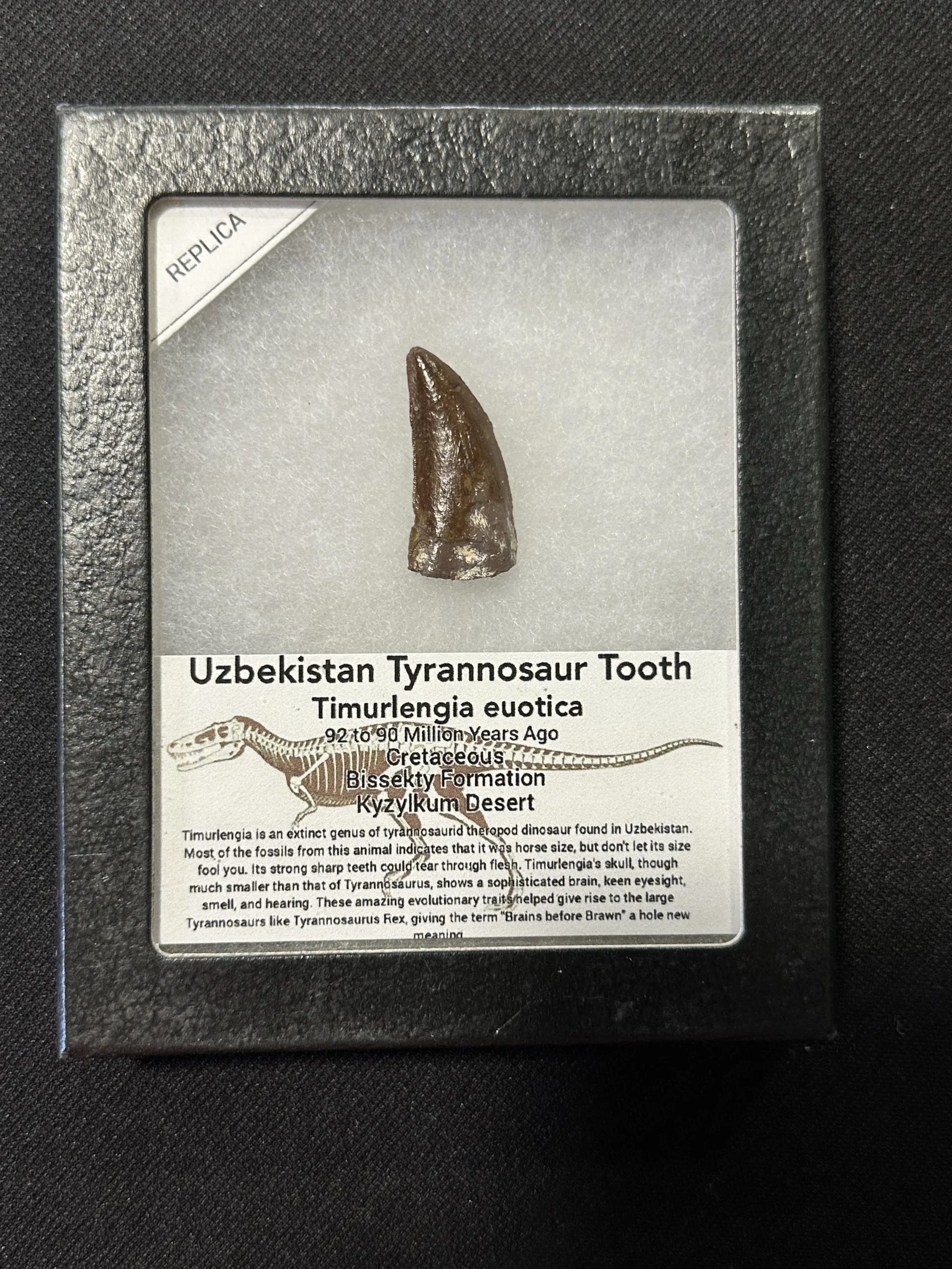 Uzbekistan Tyrannosaur fossil tooth replica Prehistoric Online