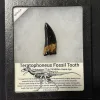 Teratophoneus fossil tooth replica,  Tooth 2 inches Prehistoric Online