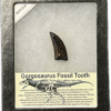 Gorgosaurus  fossil tooth replica Prehistoric Online