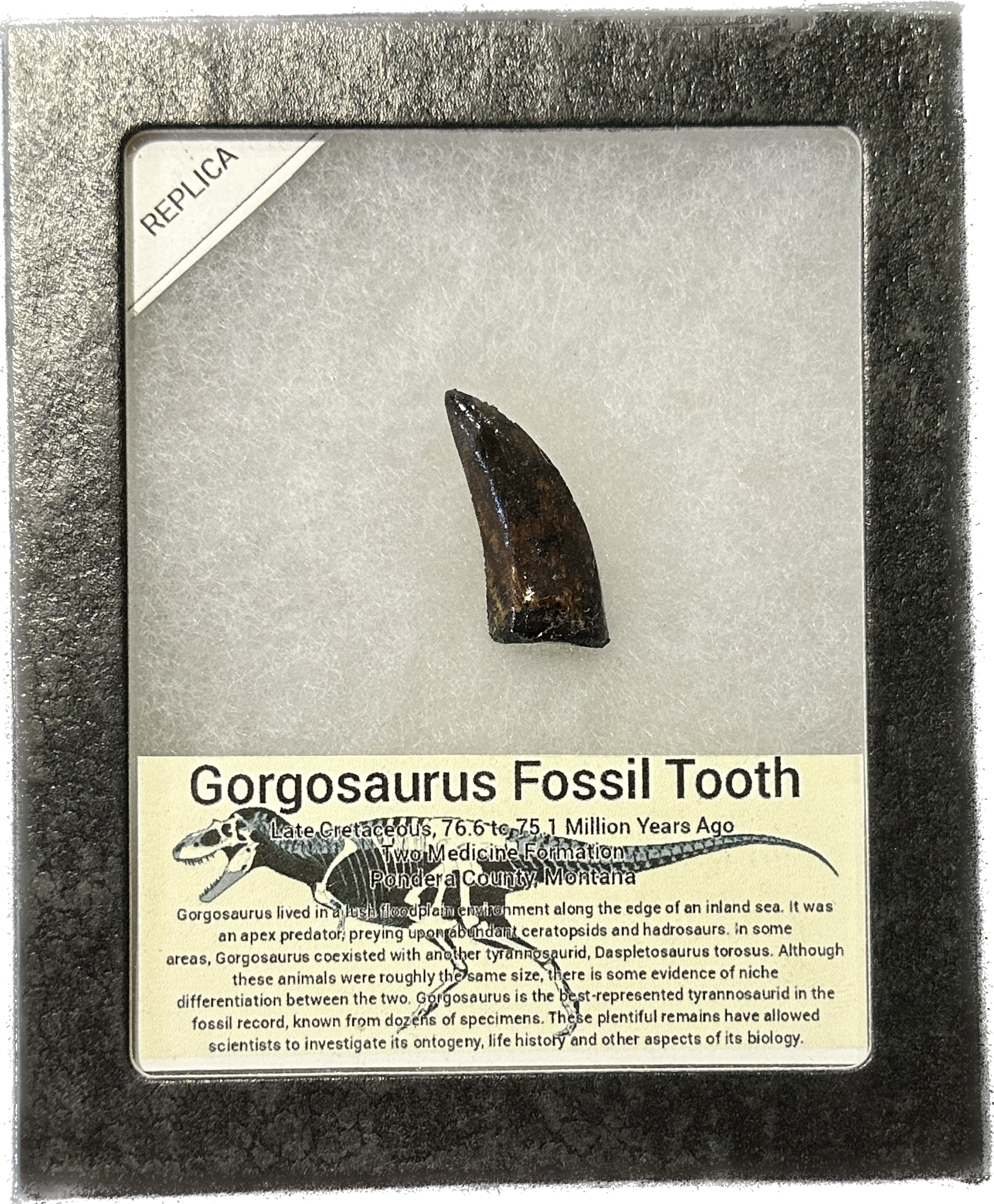 Gorgosaurus  fossil tooth replica Prehistoric Online