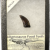 Albertosaurus fossil tooth replica Prehistoric Online