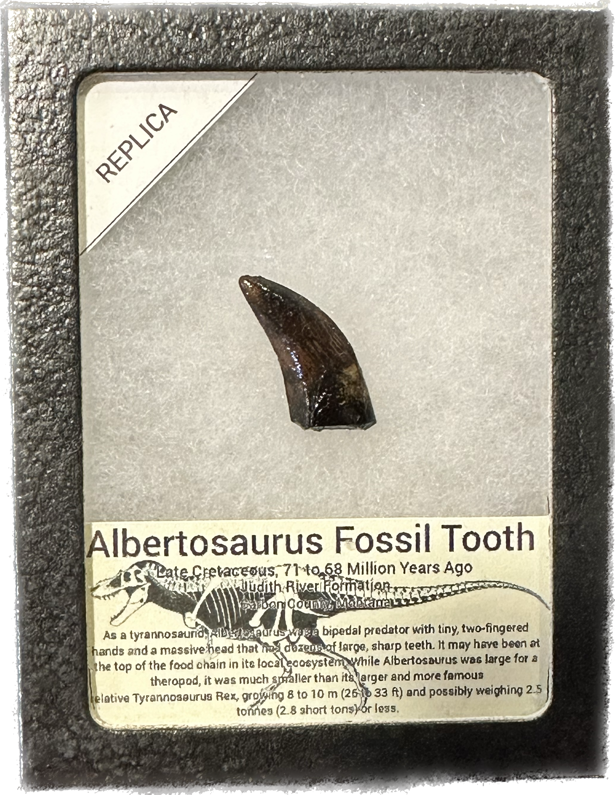 Albertosaurus fossil tooth replica, Tooth  1 1/4 inches Prehistoric Online