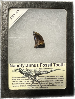Nanotyrannosaur  fossil tooth replica Prehistoric Online