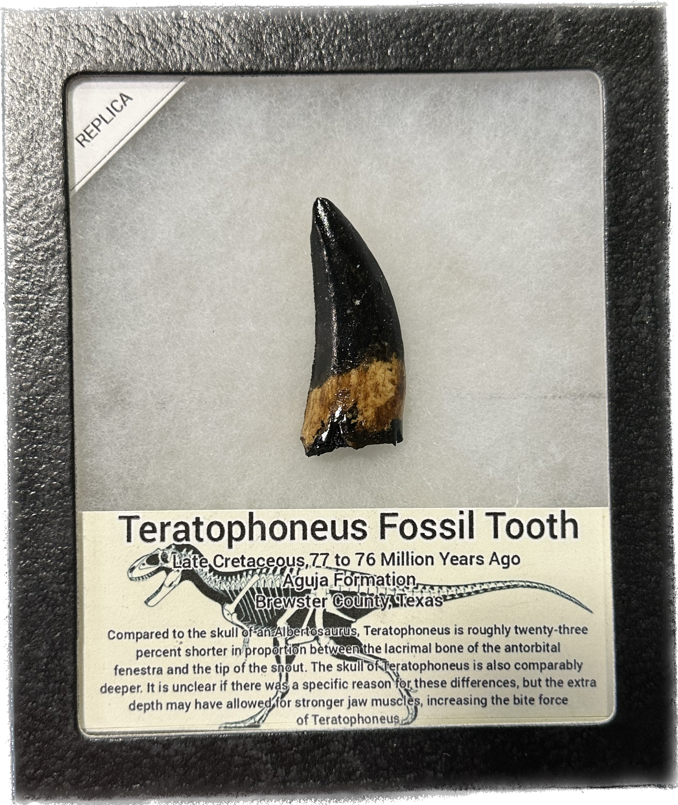Teratophoneus fossil tooth replica,  Tooth 2 inches Prehistoric Online