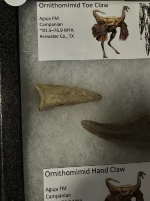 Ornithomimid hand and toe claw replica Prehistoric Online