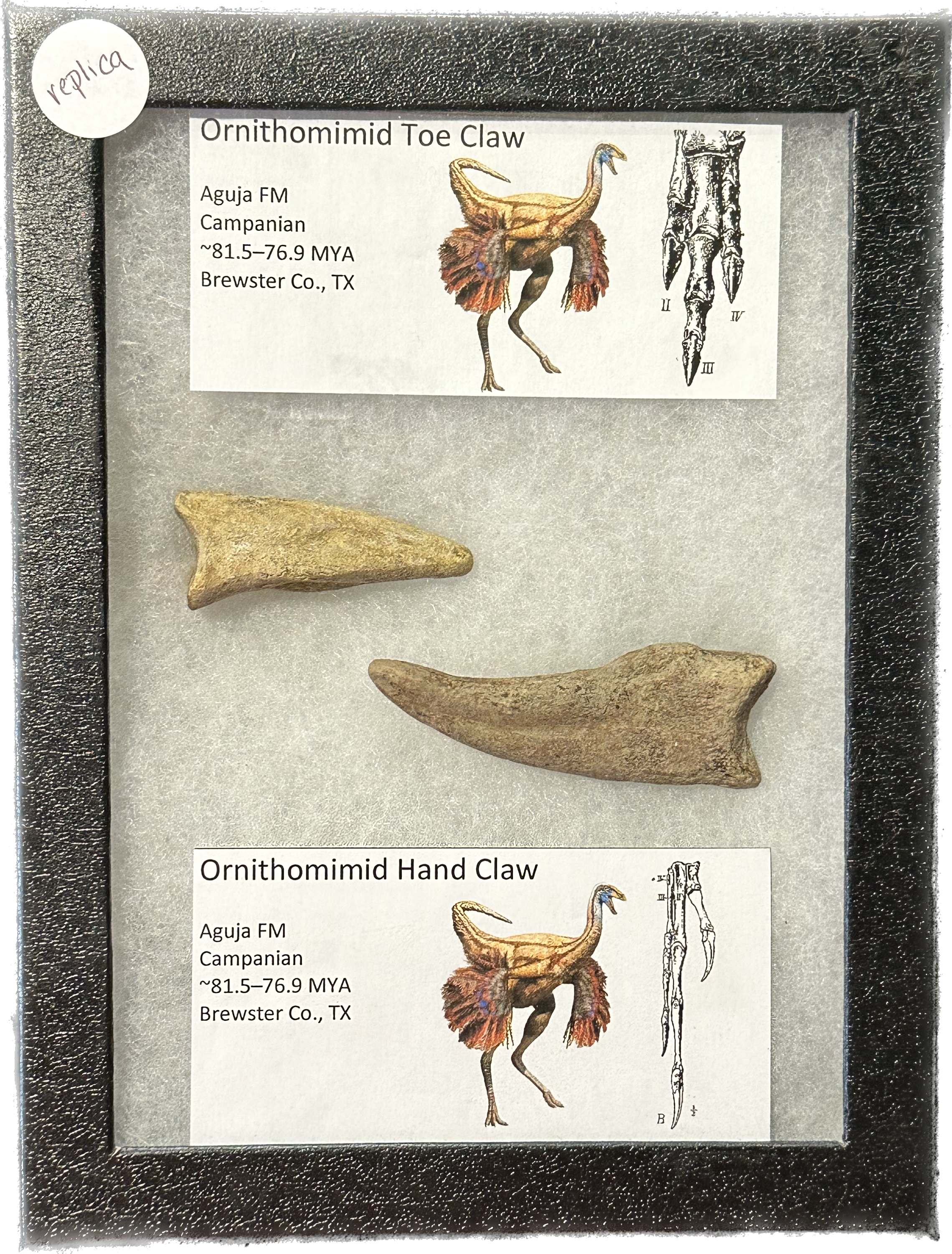 Ornithomimid hand and toe claw replica Prehistoric Online