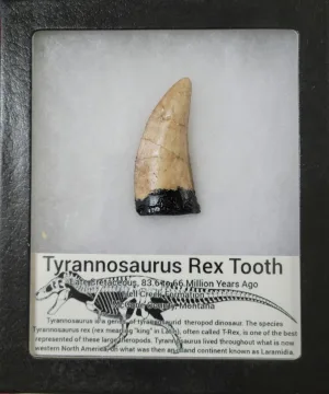 Trex fossil tooth replica Prehistoric Online