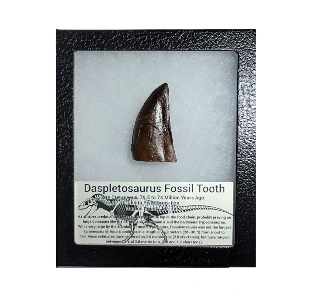 Trex fossil tooth replica Prehistoric Online