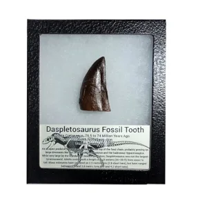 Daspletosaurus tooth replica Prehistoric Online