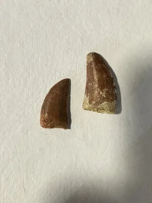 Carcharodontosaurus tooth, see through gem case Prehistoric Online