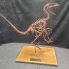 Velociraptor dinosaur replica Prehistoric Online
