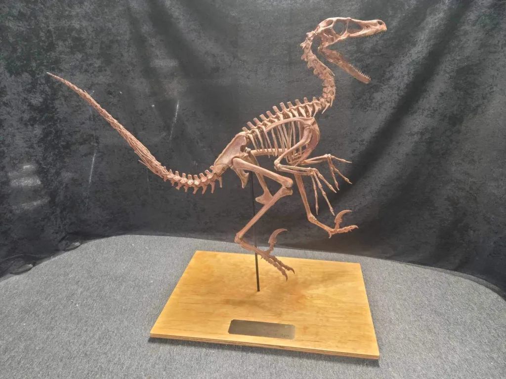 Daspletosaurus tooth replica Prehistoric Online