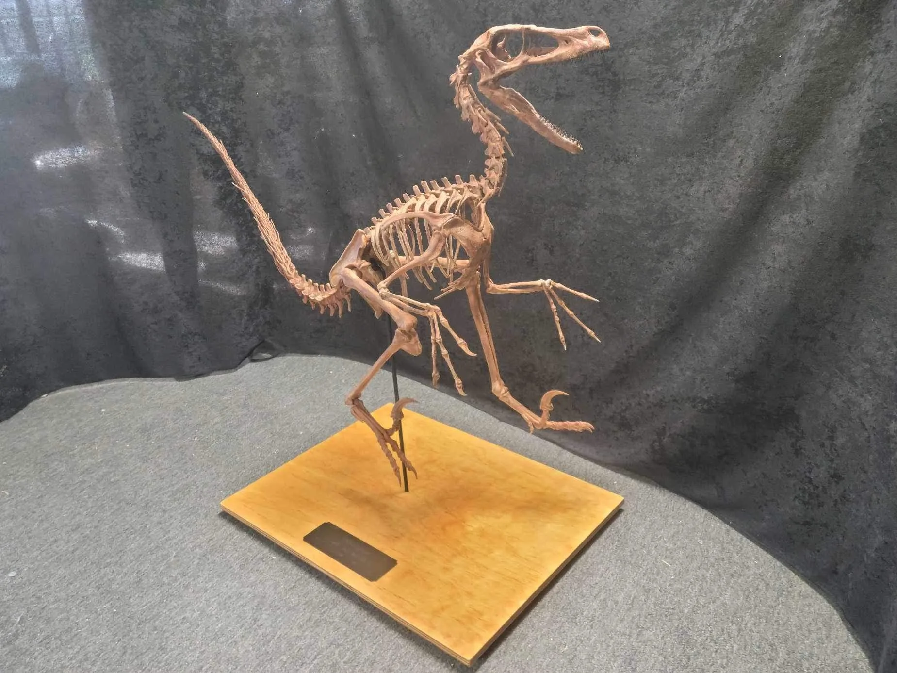 Velociraptor attacking replica Prehistoric Online