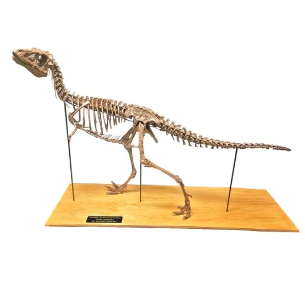 Tyrannosaurus rex yearling replica Prehistoric Online