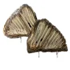 Woolly Mammoth Tooth sliced and polished pair Prehistoric Online