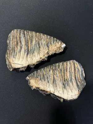 Woolly Mammoth Tooth sliced and polished pair Prehistoric Online
