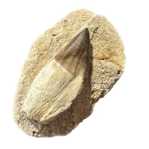 Prognathodon Anceps – Mosasaur tooth with root Prehistoric Online